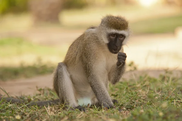 Macaco-de-vagem — Fotografia de Stock