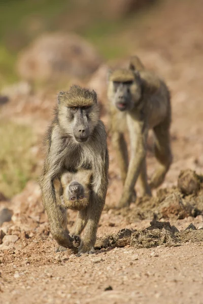 Babbuino di Oliva che porta il suo cucciolo — Foto Stock