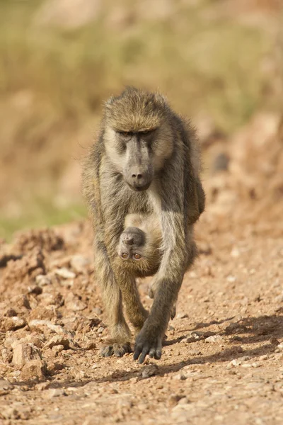 Babbuino di Oliva che porta il suo cucciolo — Foto Stock