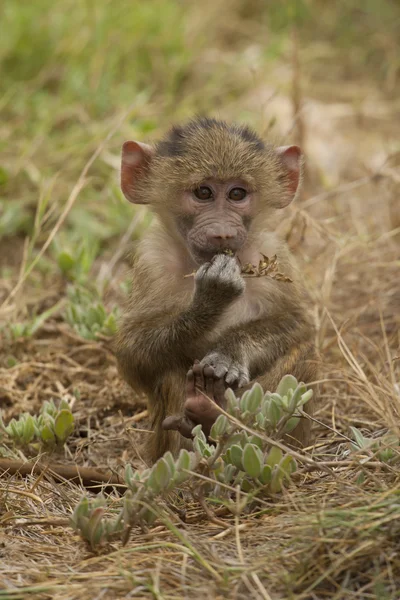 Cub ελιάς μπαμπουίνος — Φωτογραφία Αρχείου