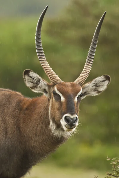 Porträtt av en vattenbock — Stockfoto