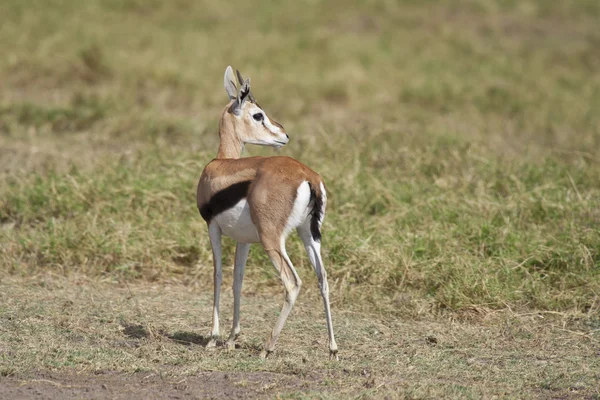 Gazelle in the Savannah — Stock Photo, Image