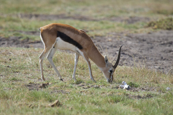 Gazelle in the Savannah