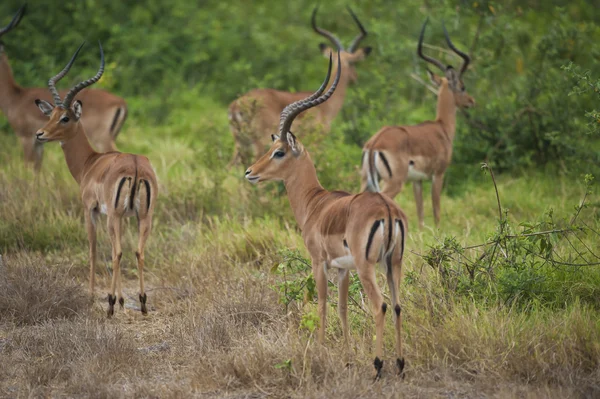 Groupe des Impalas dans le Bush — Photo