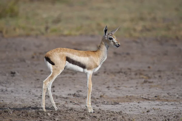 Mladá gazela v savaně — Stock fotografie