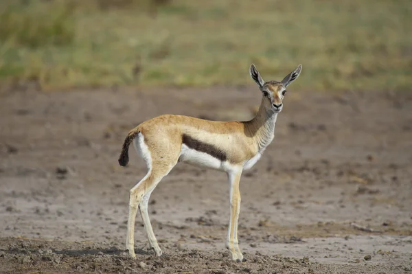 Junge Gazelle in der Savanne — Stockfoto