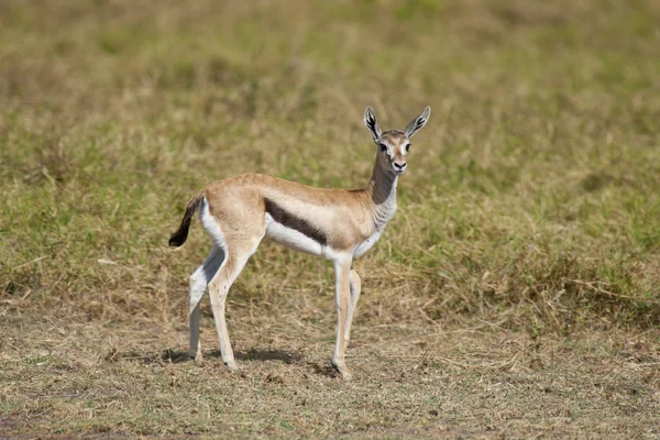 วัยรุ่น Gazelle ใน Savannah — ภาพถ่ายสต็อก