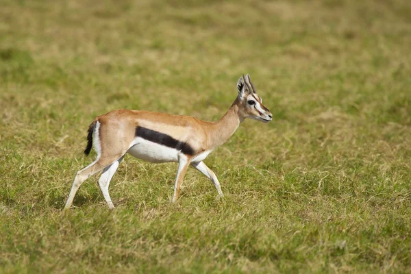 Gazzella nella savana — Foto Stock