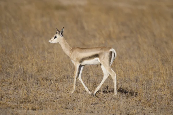 Jonge gazelle in de savanne — Stockfoto