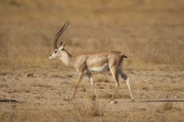 Gazelle dans la savane — Photo