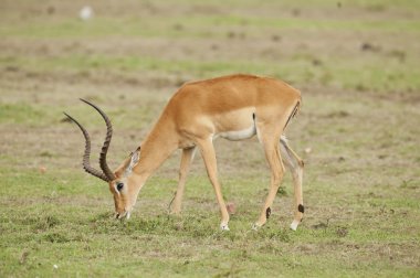 savannah munching Impala