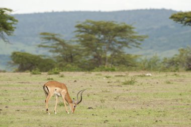 savannah munching Impala