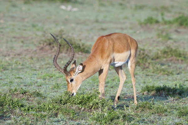 Impala mlaskanie na sawannie — Zdjęcie stockowe