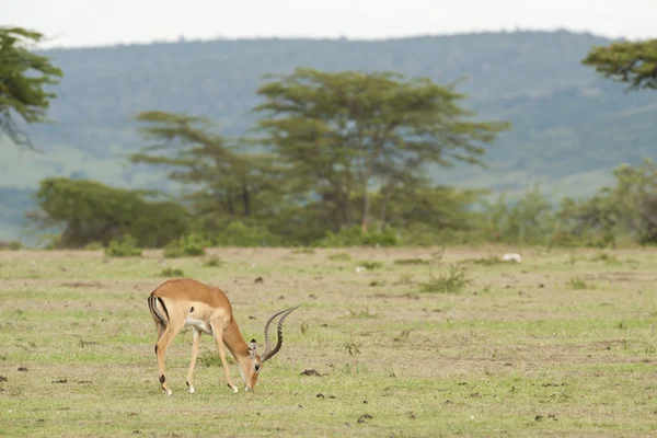 Impala munching στη σαβάνα — Φωτογραφία Αρχείου