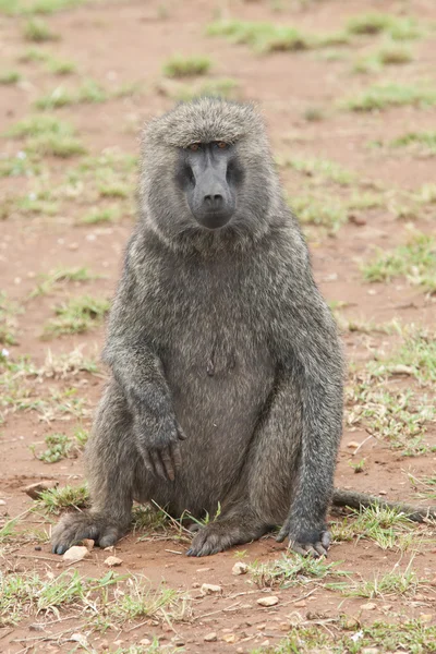 Sitted Olive Baboon — Stock Photo, Image