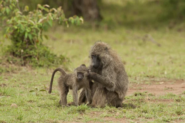 橄榄狒狒 de-fleaing 一只幼崽 — 图库照片