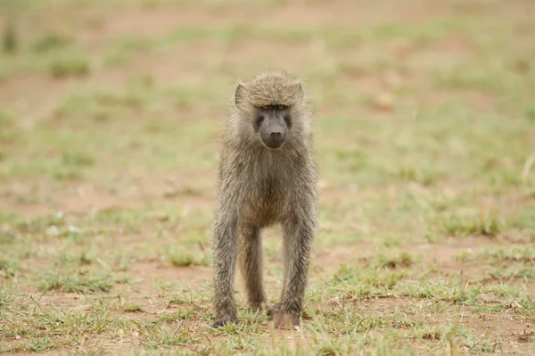Joven babuino de oliva — Foto de Stock