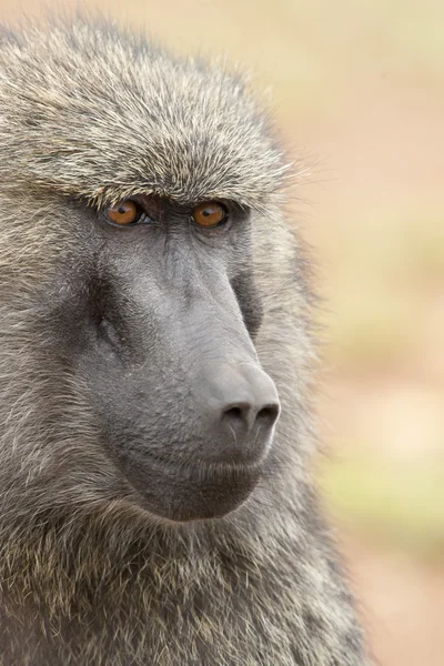 Retrato de un babuino de olivo —  Fotos de Stock