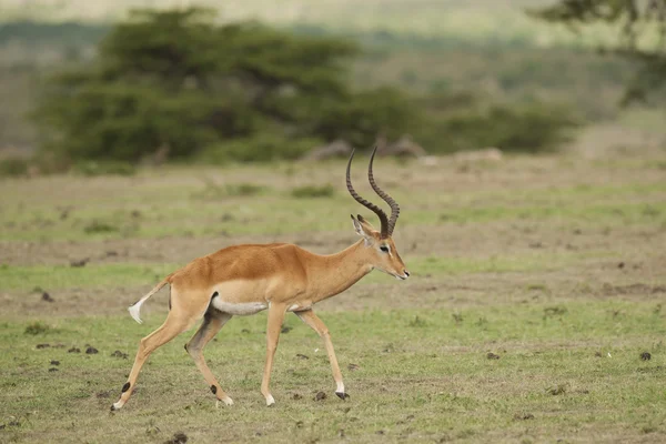 Impala kaut in der Savanne — Stockfoto