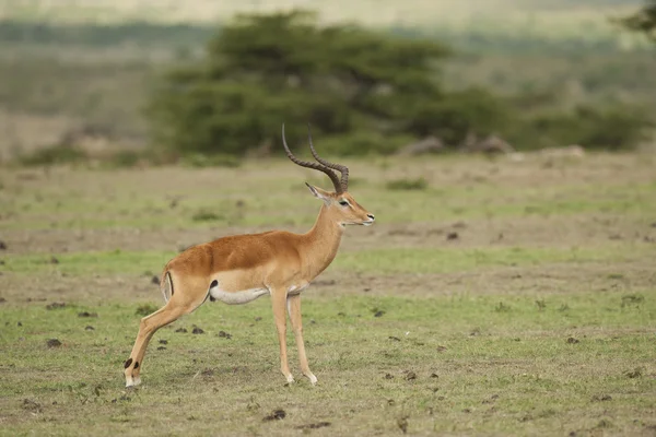 Impala kaut in der Savanne — Stockfoto