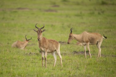 Savannah hartebeest