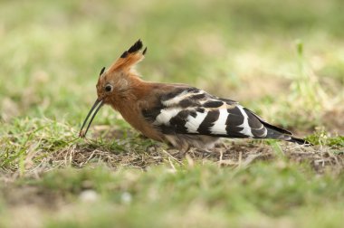 bir böcek yakalamak ibibik