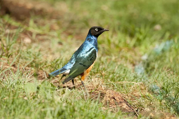 Superb Starling — Stock Photo, Image