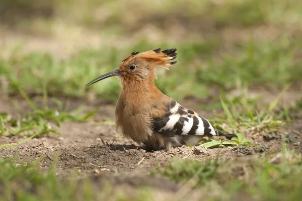 Hoopoe on the Grass — Stock Photo, Image