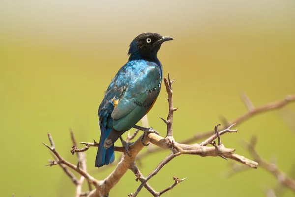 Superb Starling on a Branch — Stock Photo, Image