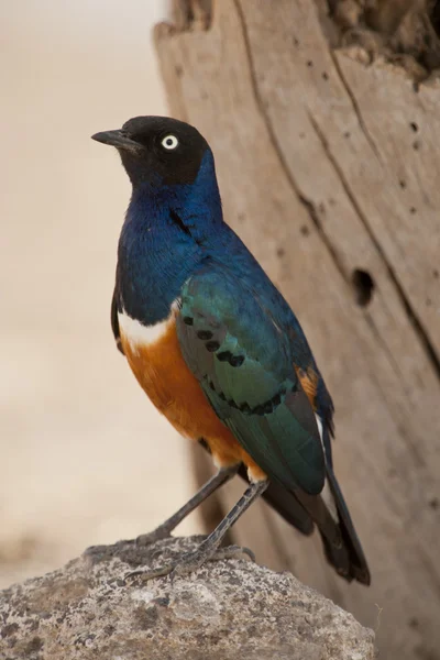 Superb Starling — Stock Photo, Image