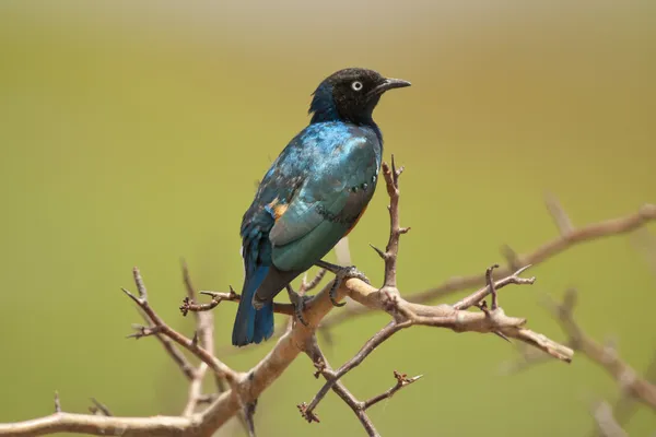 Superb Starling on a Branch — Stock Photo, Image