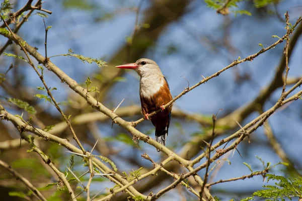 Graukopf-Eisvogel auf einem Ast — Stockfoto