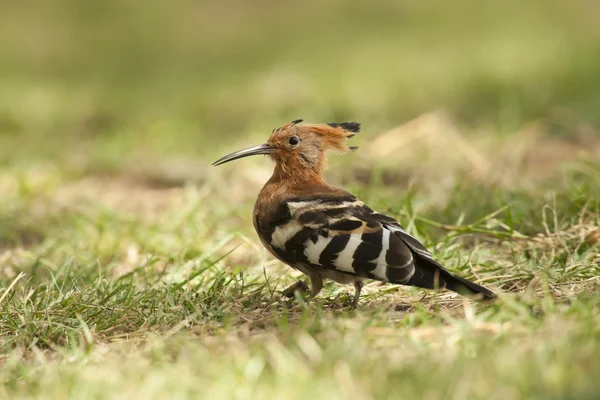 Hoopoe on the Grass — Stock Photo, Image