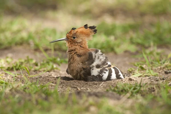 Wiedehopf auf dem Rasen — Stockfoto