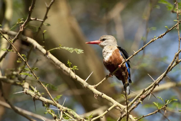 Grey-headed Kingfisher on a Branch — Stock Photo, Image