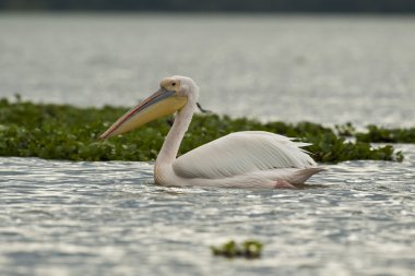 büyük beyaz Pelikan naivasha Gölü