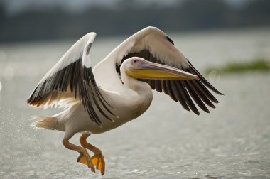 Great White Pelican Flying on Naivasha Lake clipart