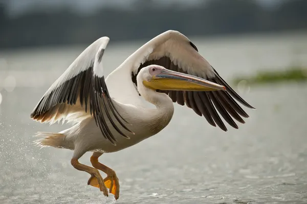 Grande Pelicano Branco Voando no Lago Naivasha Imagens De Bancos De Imagens Sem Royalties