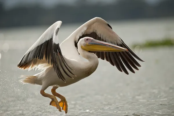 Pelikaan vliegen op naivasha lake Rechtenvrije Stockafbeeldingen