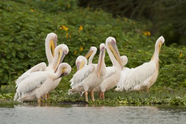 naivasha Gölü üzerinde büyük beyaz Pelikan sürüsü
