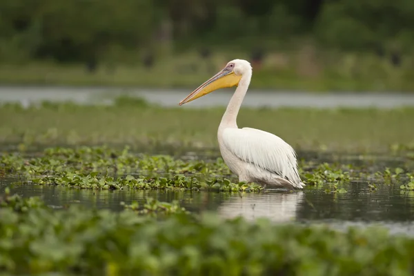 Gran pelícano blanco en el lago Naivasha —  Fotos de Stock