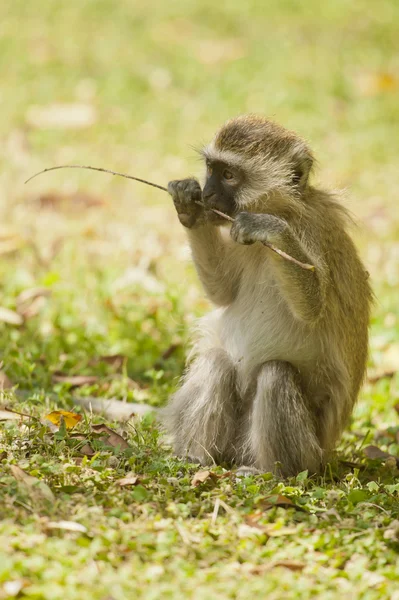 Cub vervet πιθήκου — Φωτογραφία Αρχείου