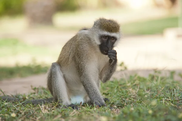 Vervet Monkey — Stock Photo, Image