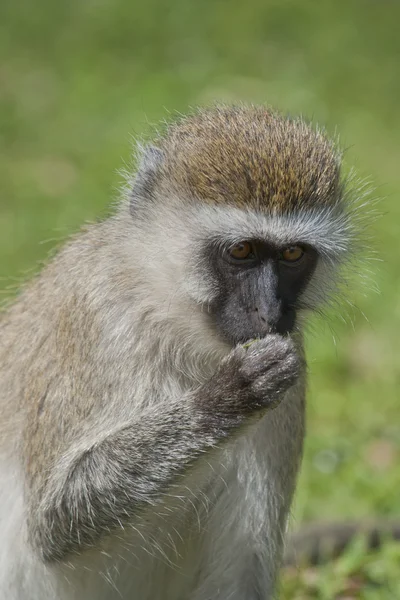 Vervet Monkey Stock Photo