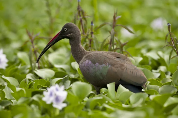 Ibis hadada — Stok fotoğraf