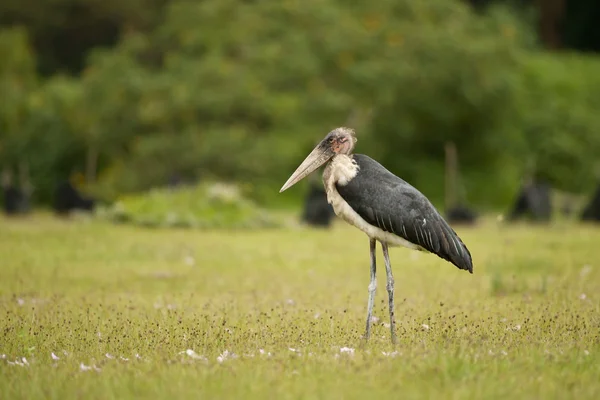 Marabou stork — Stockfoto