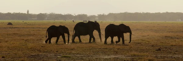 Grupo de elefantes se ve retroiluminado —  Fotos de Stock