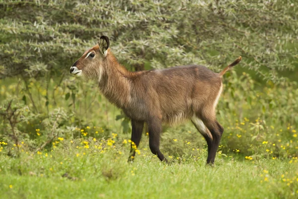 Waterbuck в кущі — стокове фото