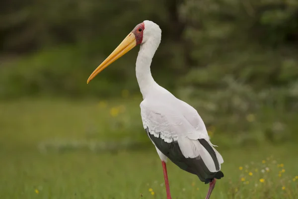 Cigogne à bec jaune — Photo