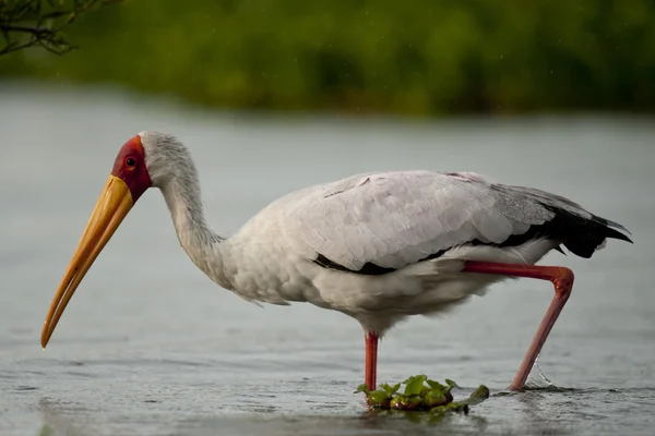 Gulnäbbad stork — Stockfoto